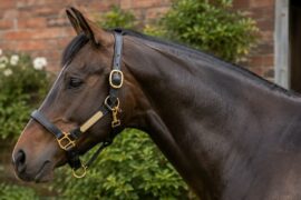 A brown horse wearing a headcollar