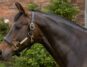 A brown horse wearing a headcollar
