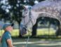 A rider using a head collar and lead rope on a horse