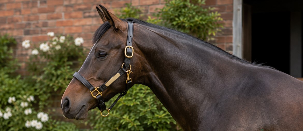 Horse Headcollar Guide