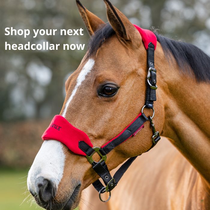 A horse wearing a red LeMieux headcollar
