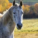 Prepare Your Horse for Autumn