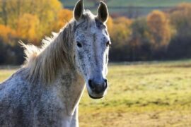A white horse in a field with trees in the background