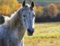 A white horse in a field with trees in the background