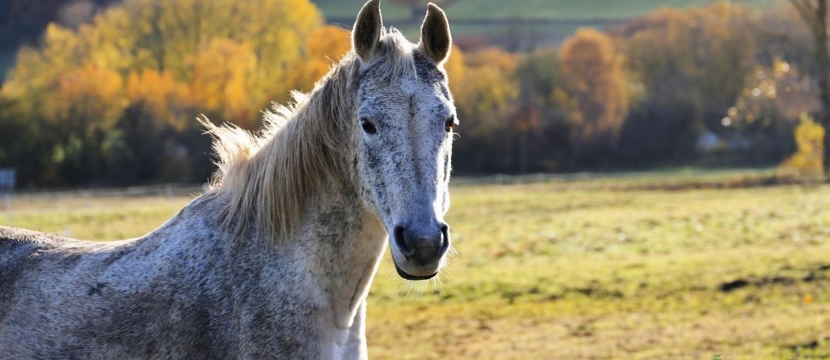 Prepare Your Horse for Autumn