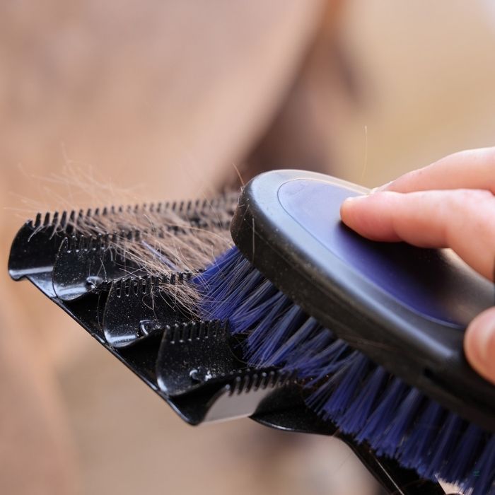 Grooming loose hair from a horse's changing coat