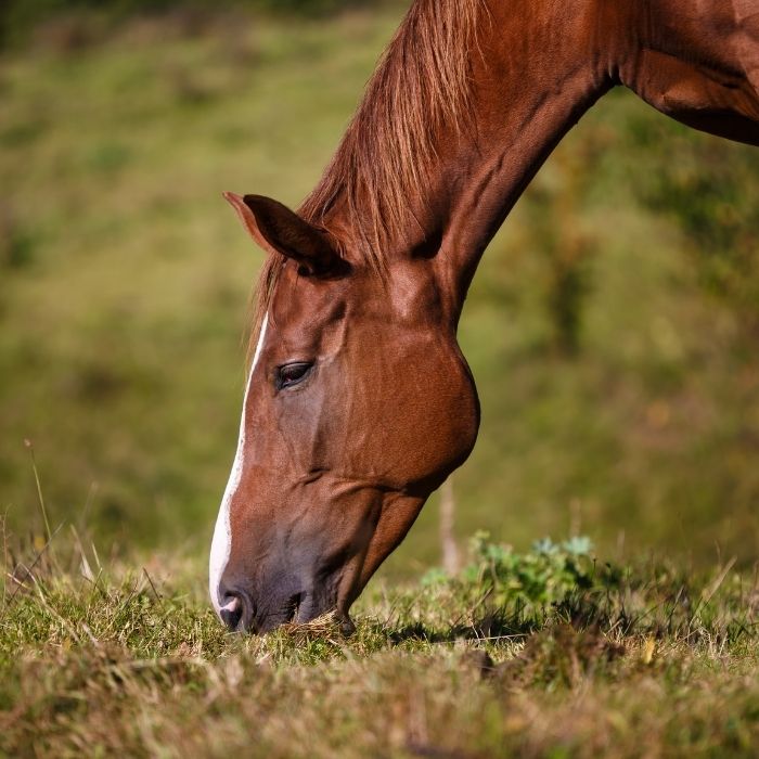 Horse grazing in a field during autumn