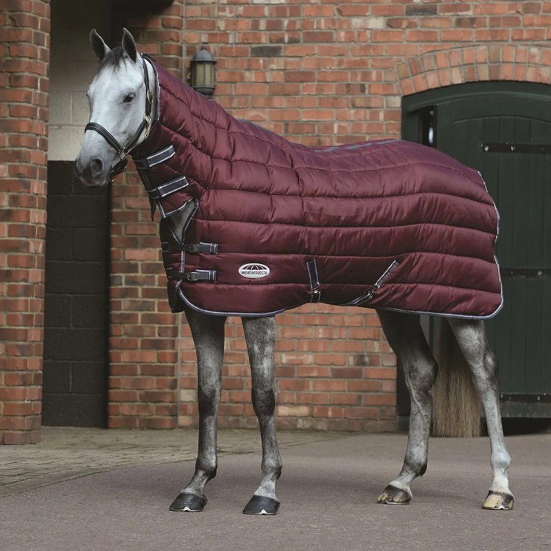 Comfort in the stable