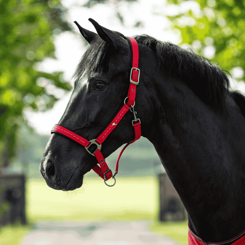 Treat Your Horse This Spring