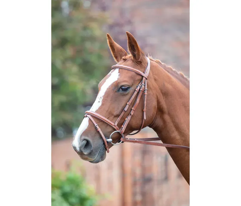 Avignon Padded Raised Flash Bridle in Oak - WEB EXCLUSIVE