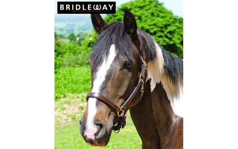 Bridleway Padded Leather Headcollar