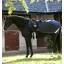 Horseware Amigo Competition Exercise Waterproof Rug in Navy