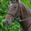 Hy Equestrian Bib Martingale in Black - WEB EXCLUSIVE