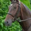 Hy Equestrian Bib Martingale in Brown - WEB EXCLUSIVE