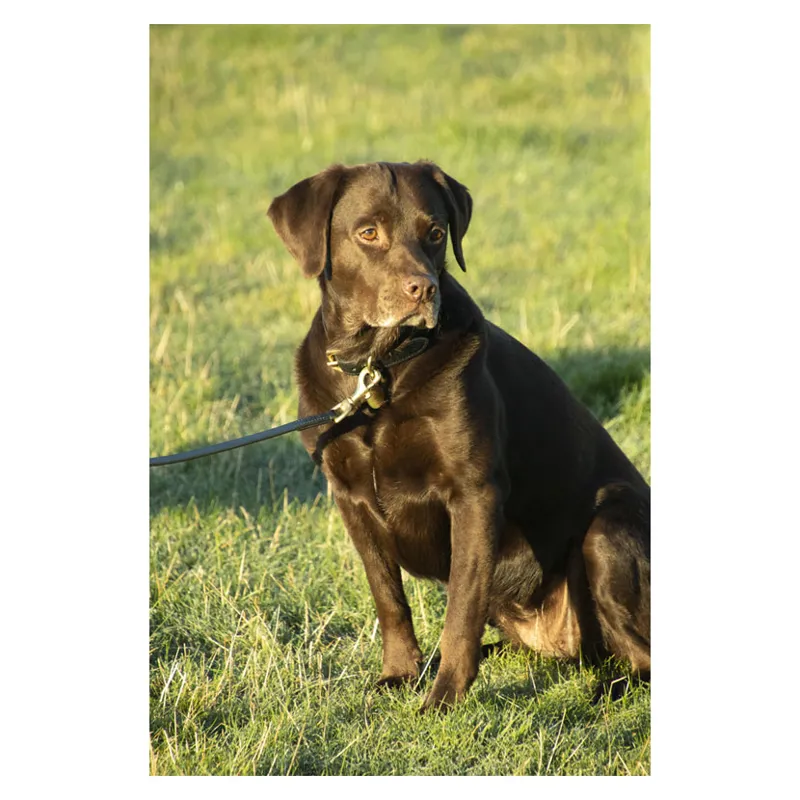 Benji and Flo Deluxe Padded Leather Dog Lead in Black - WEB EXCLUSIVE-1