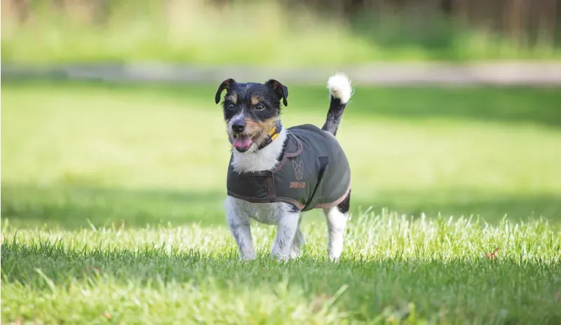 Digby and Fox Wax Dog Coat in Olive - WEB EXCLUSIVE