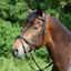 Kieffer Ergonomic Line Snaffle Bridle in Brown - WEB EXCLUSIVE
