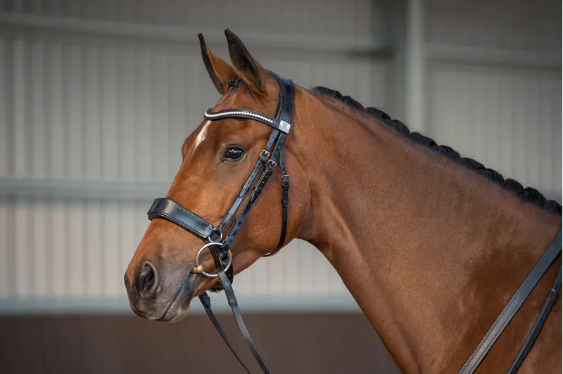 Fairfax Performance Bridle-3