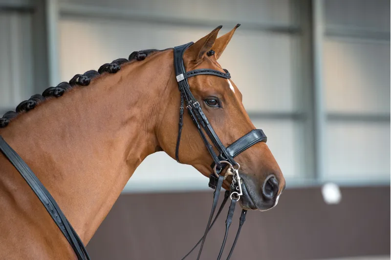 Fairfax Performance Bridle-4