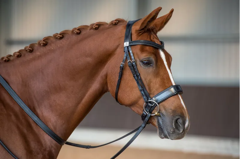 Fairfax Performance Bridle
