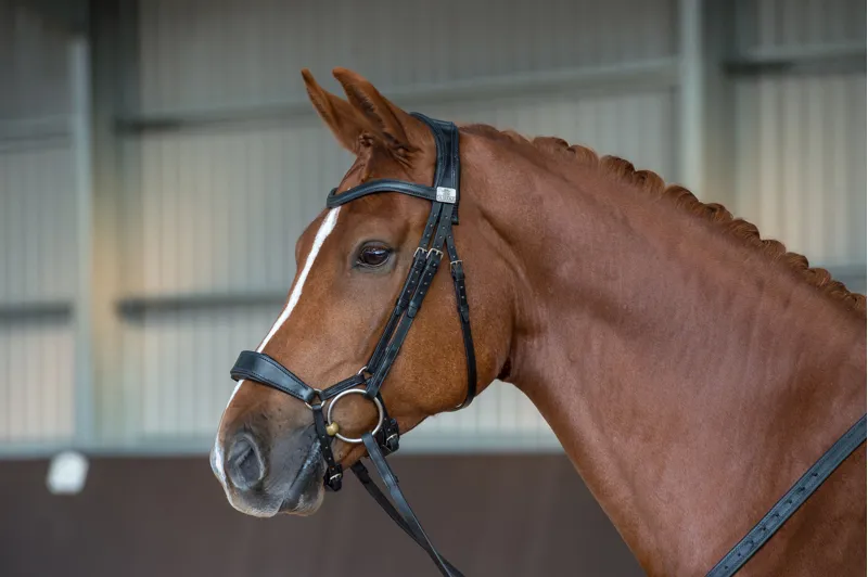 Fairfax Performance Bridle-6