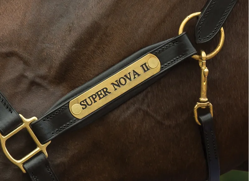 Fairfax Rio Headcollar in Black-2