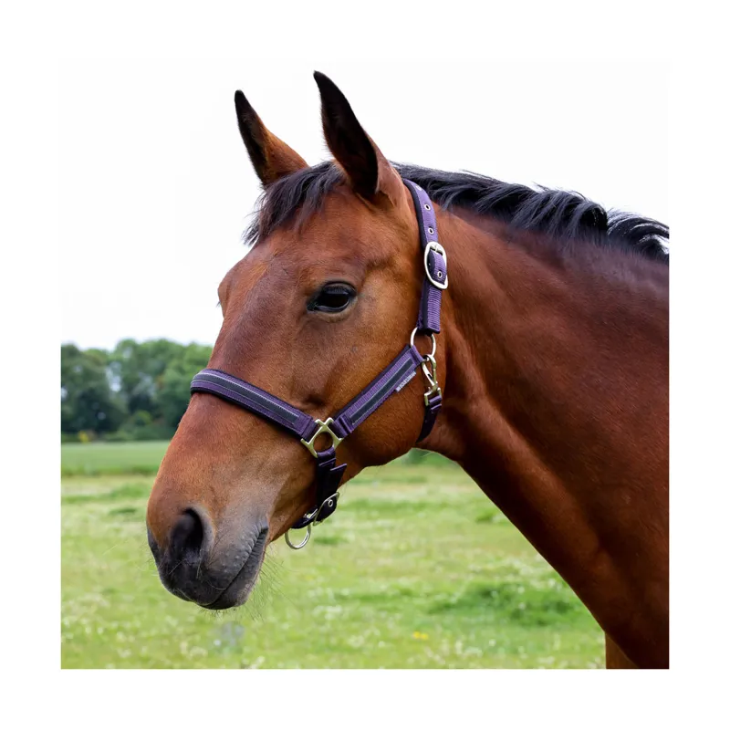 Hy Equestrian Mystic Headcollar in Purple/Midnight Dust-1