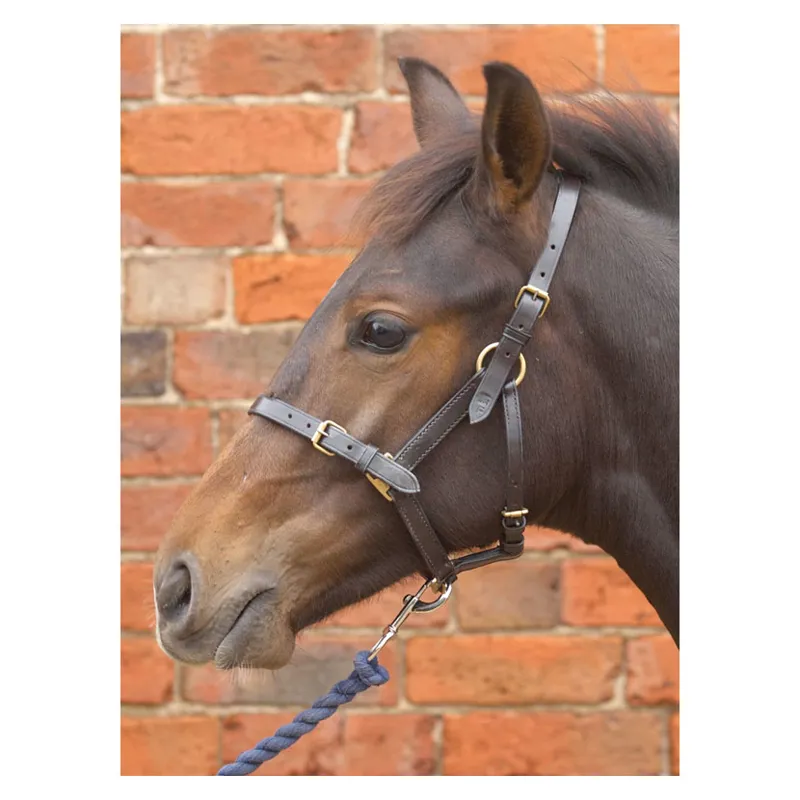 Hy Leather Foal Headcollar Brown