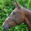 Hy Equestrian Mexican Grackle Noseband in Black - WEB EXCLUSIVE
