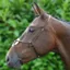 Hy Equestrian Mexican Grackle Noseband in Brown - WEB EXCLUSIVE