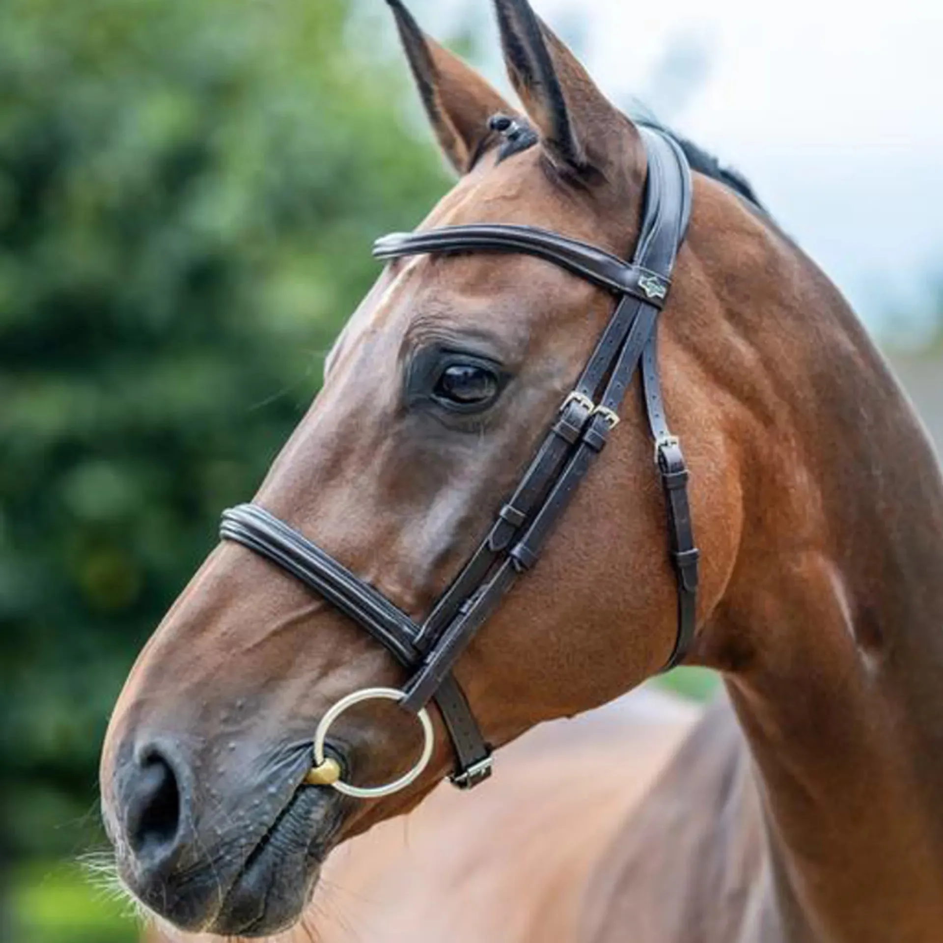 Bits from RB Equestrian