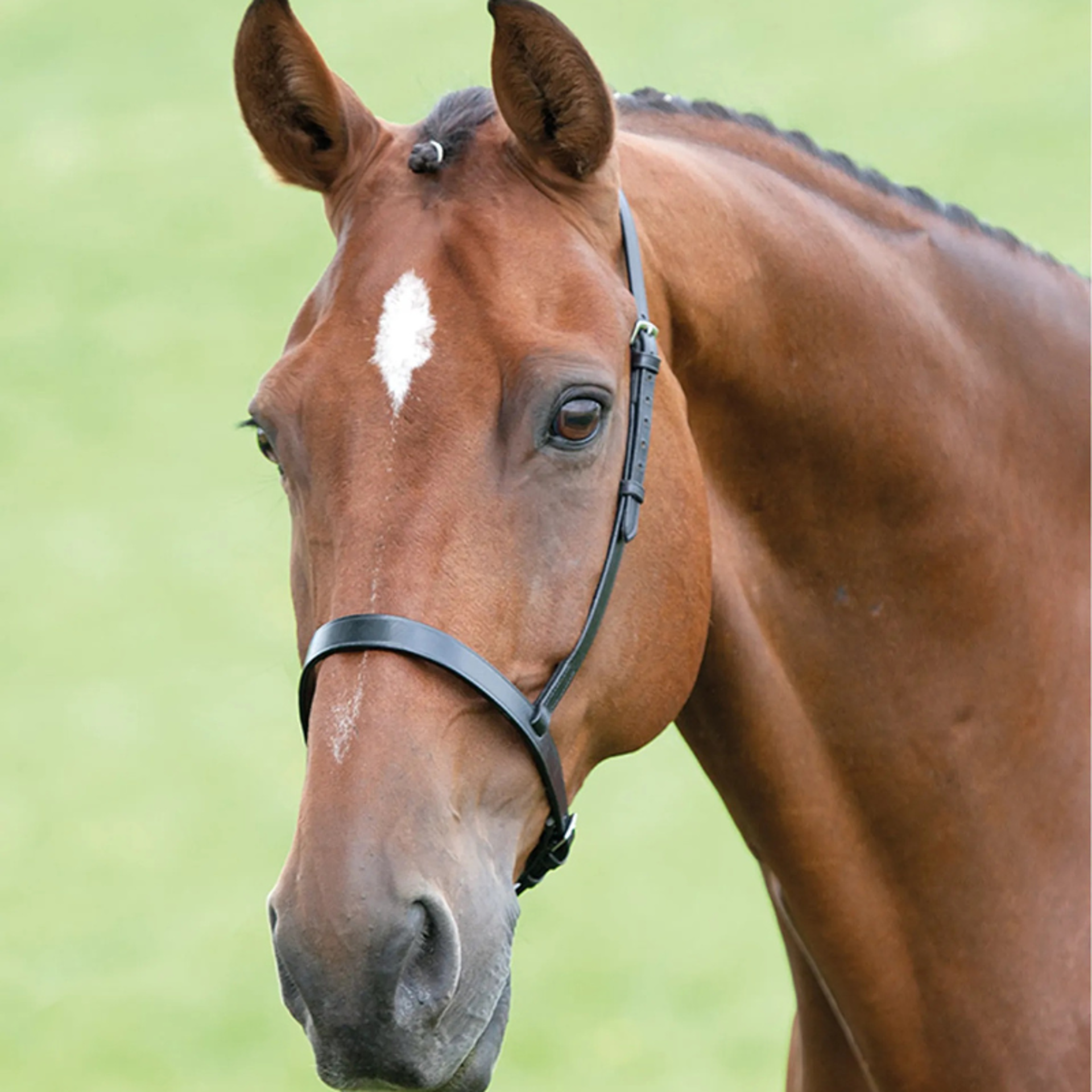 Bridle Accessories from RB Equestrian
