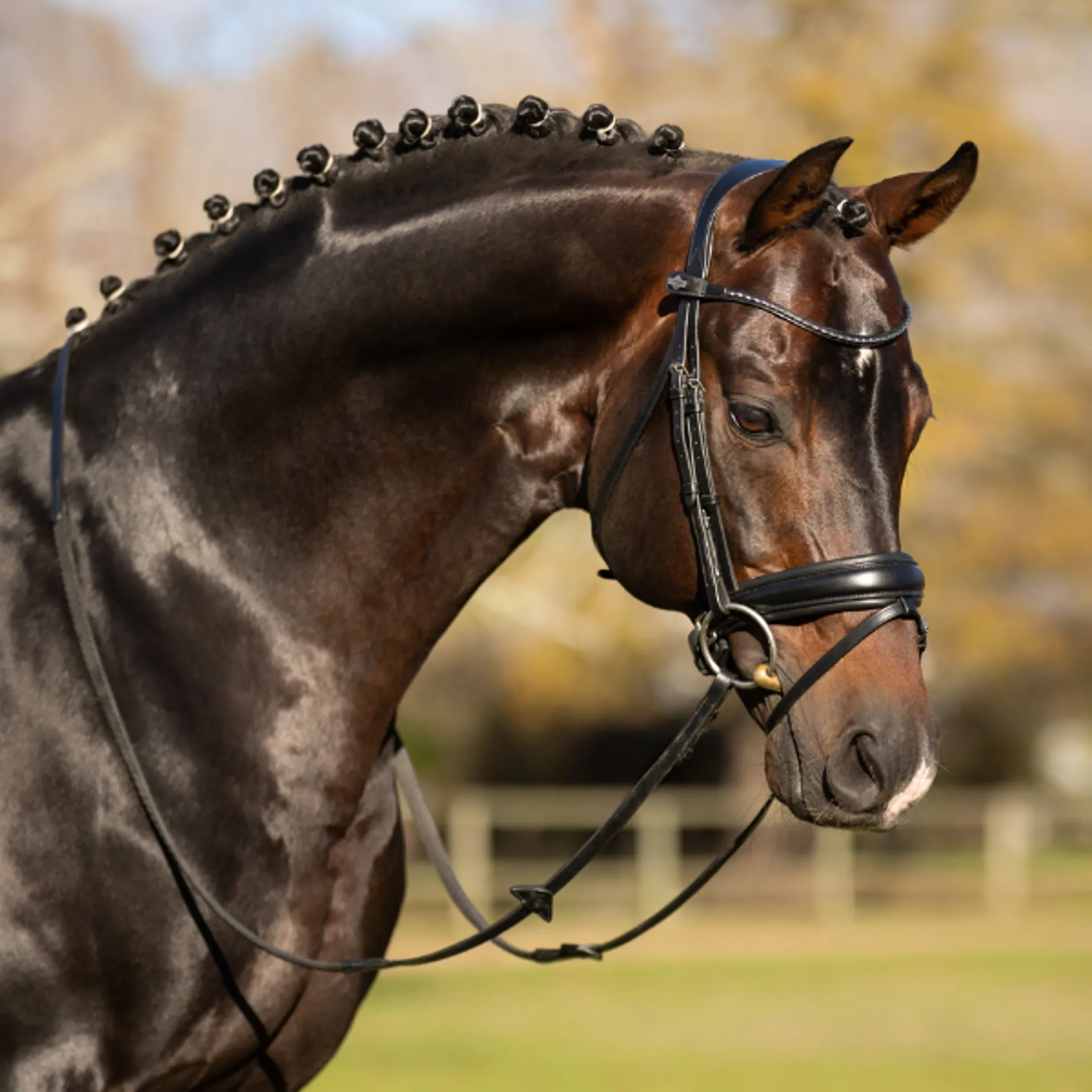 Bridles from RB Equestrian