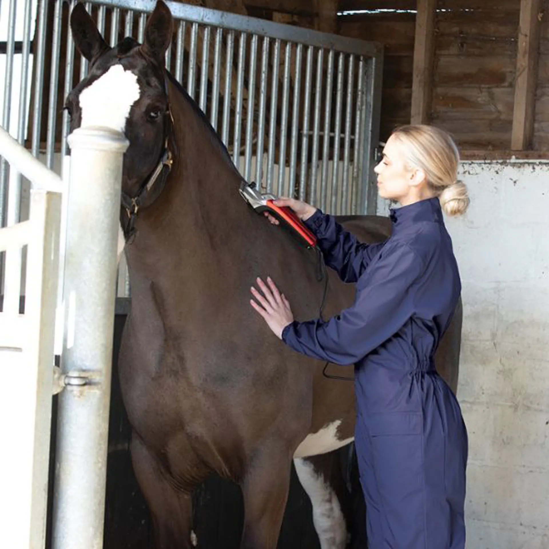A horse being clipped