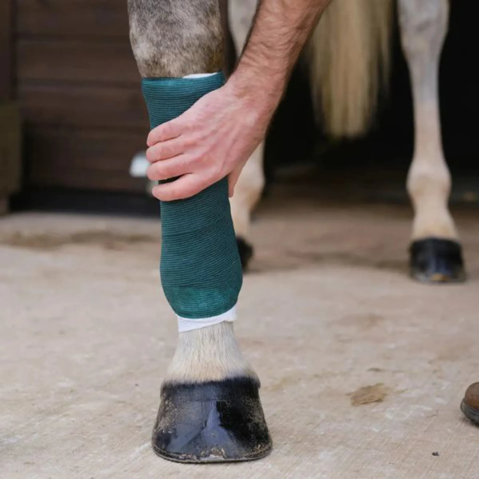 A horse's leg with a bandage