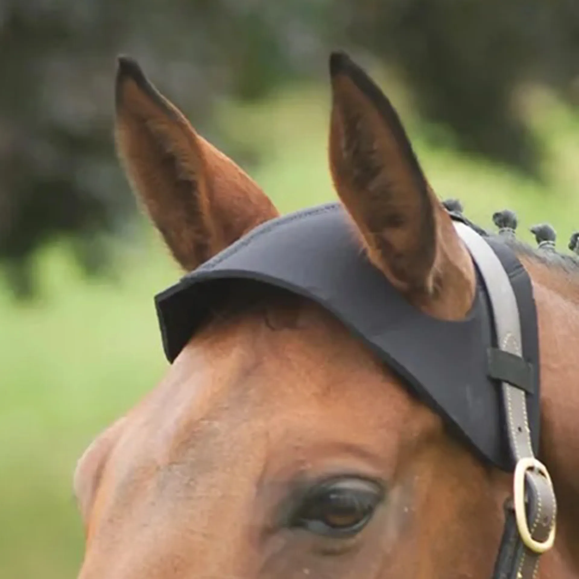 Poll guard from RB Equestrian