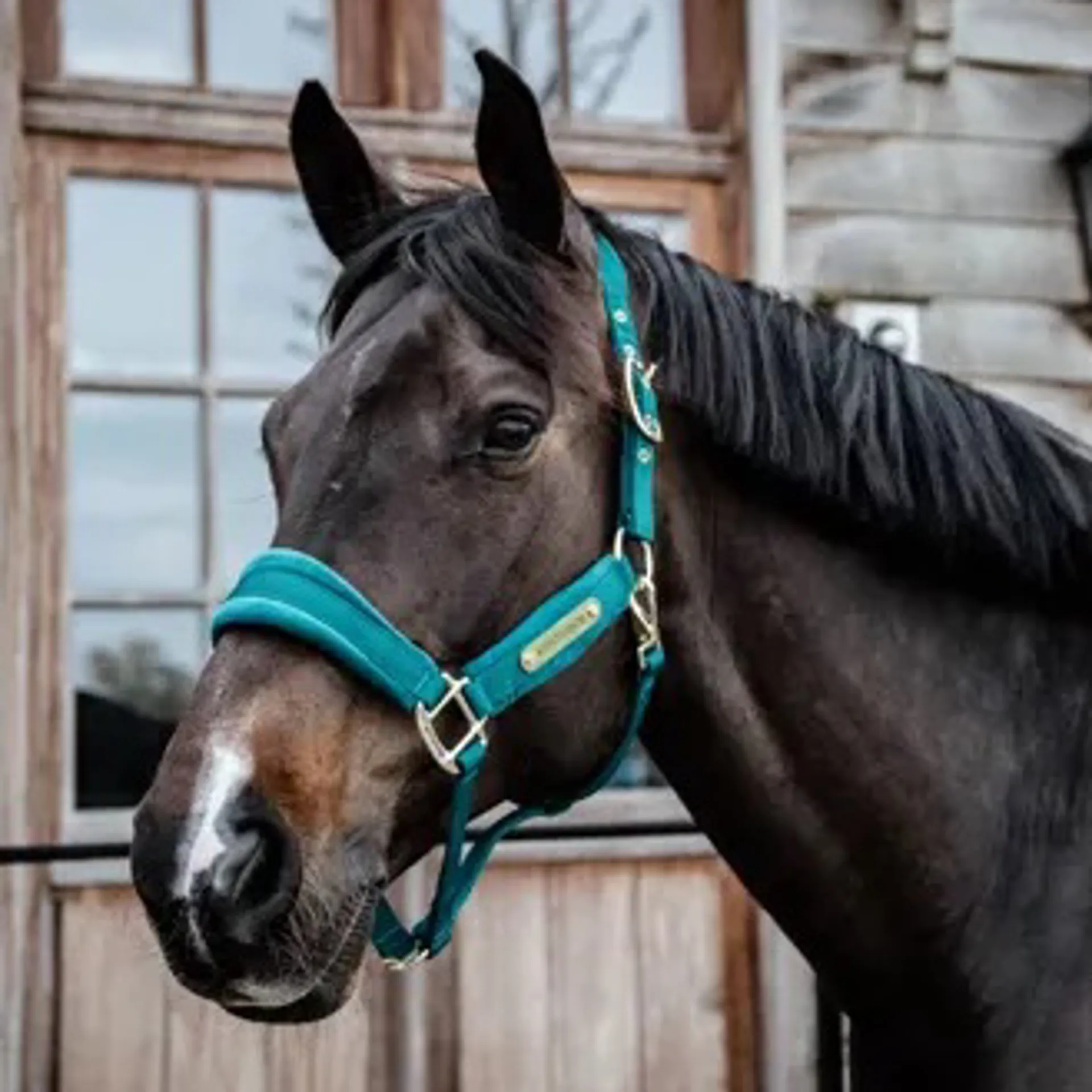 Kentucky Headcollars from RB Equestrian