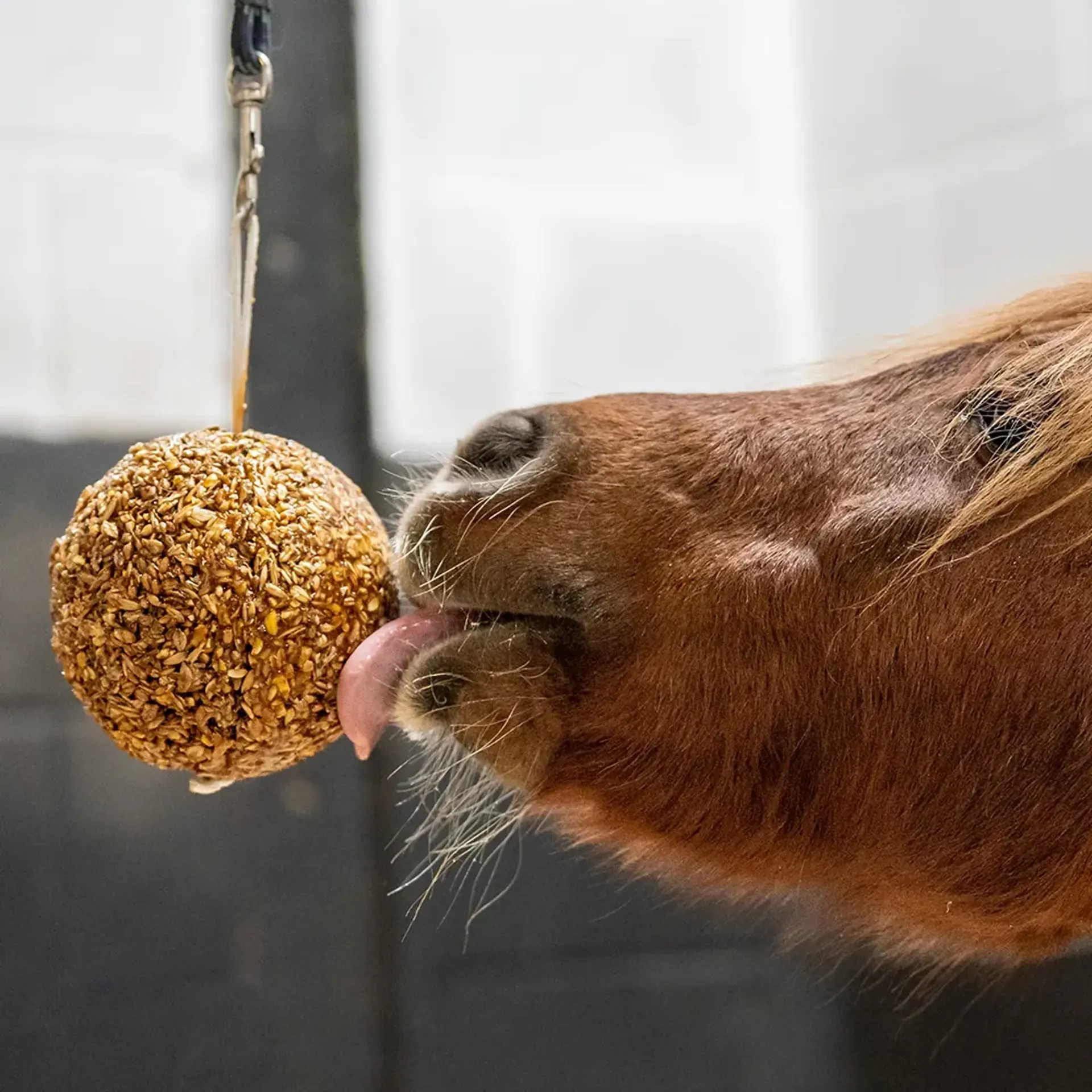 Horse Feed treats and licks from RB Equestrian