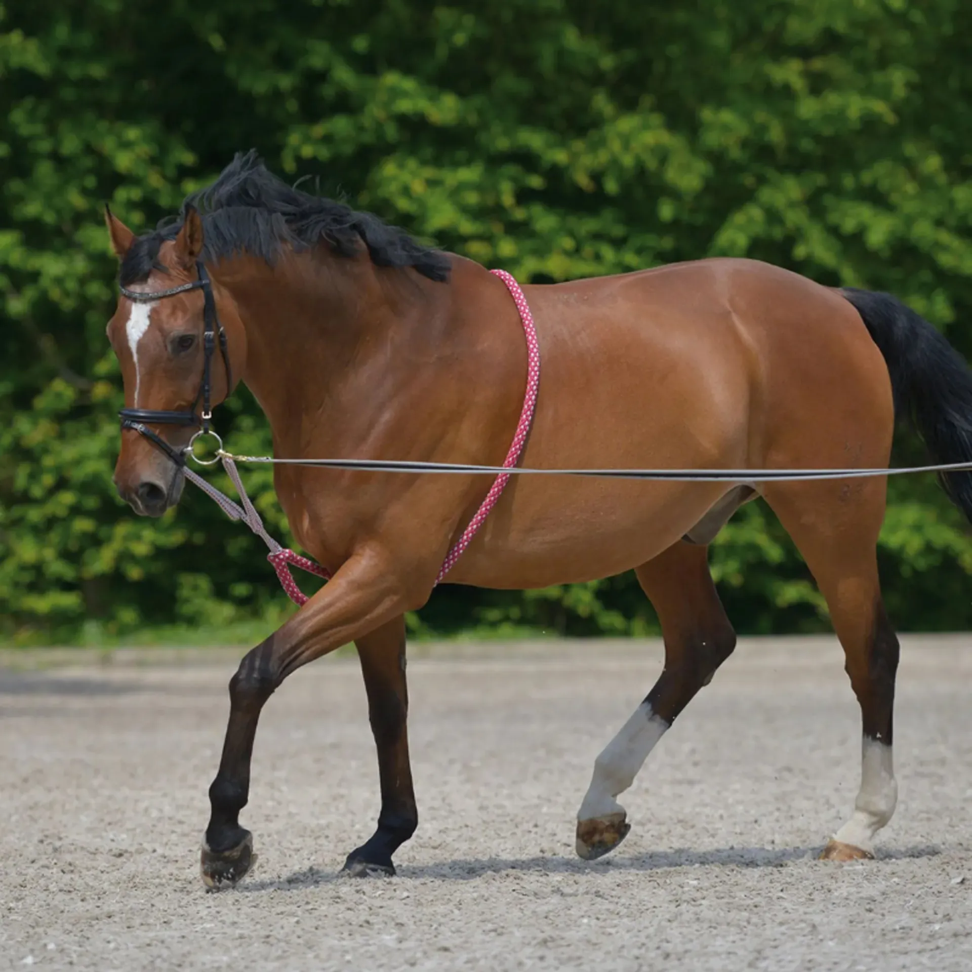 Lunging and training aids from RB Equestrian