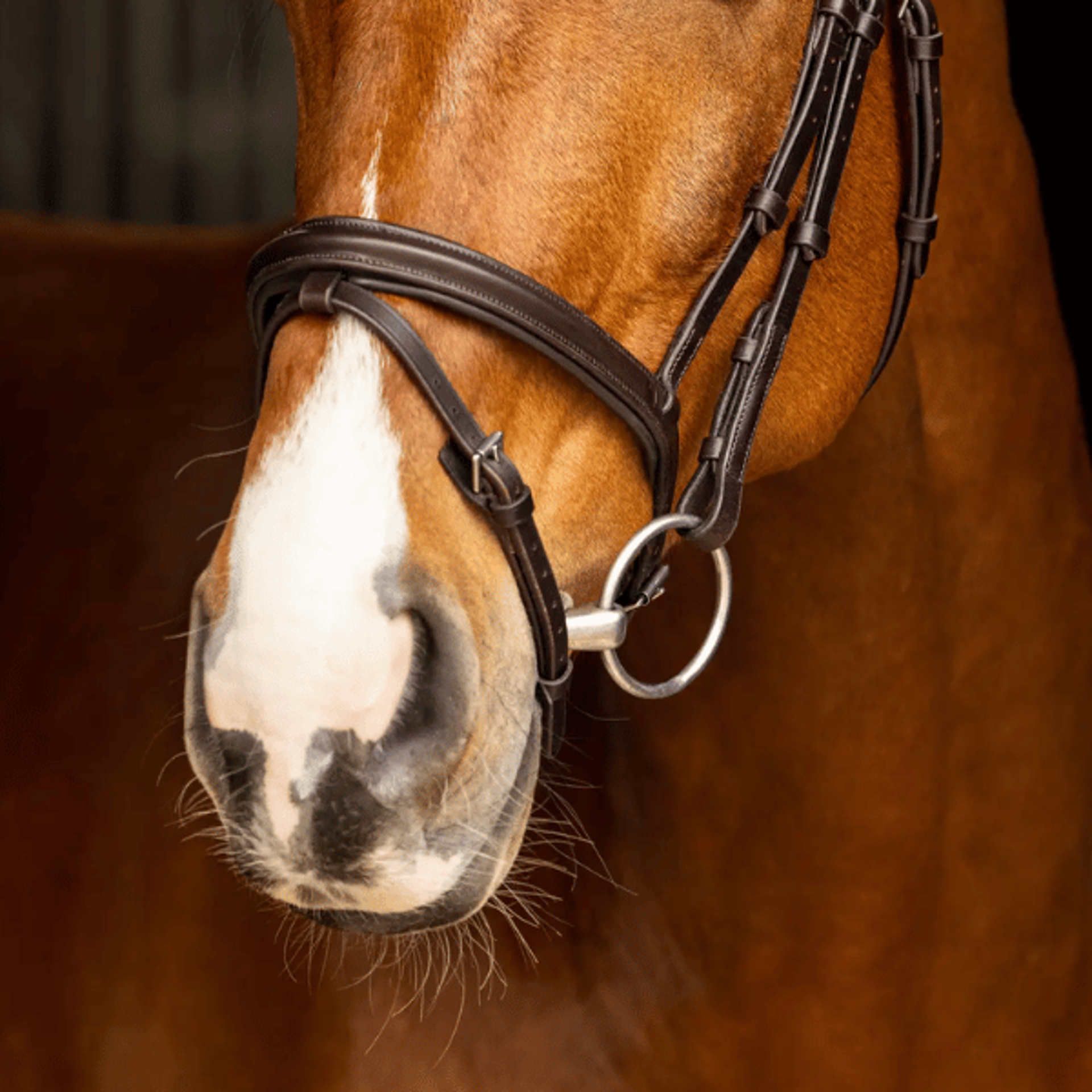 Shires Bits from RB Equestrian