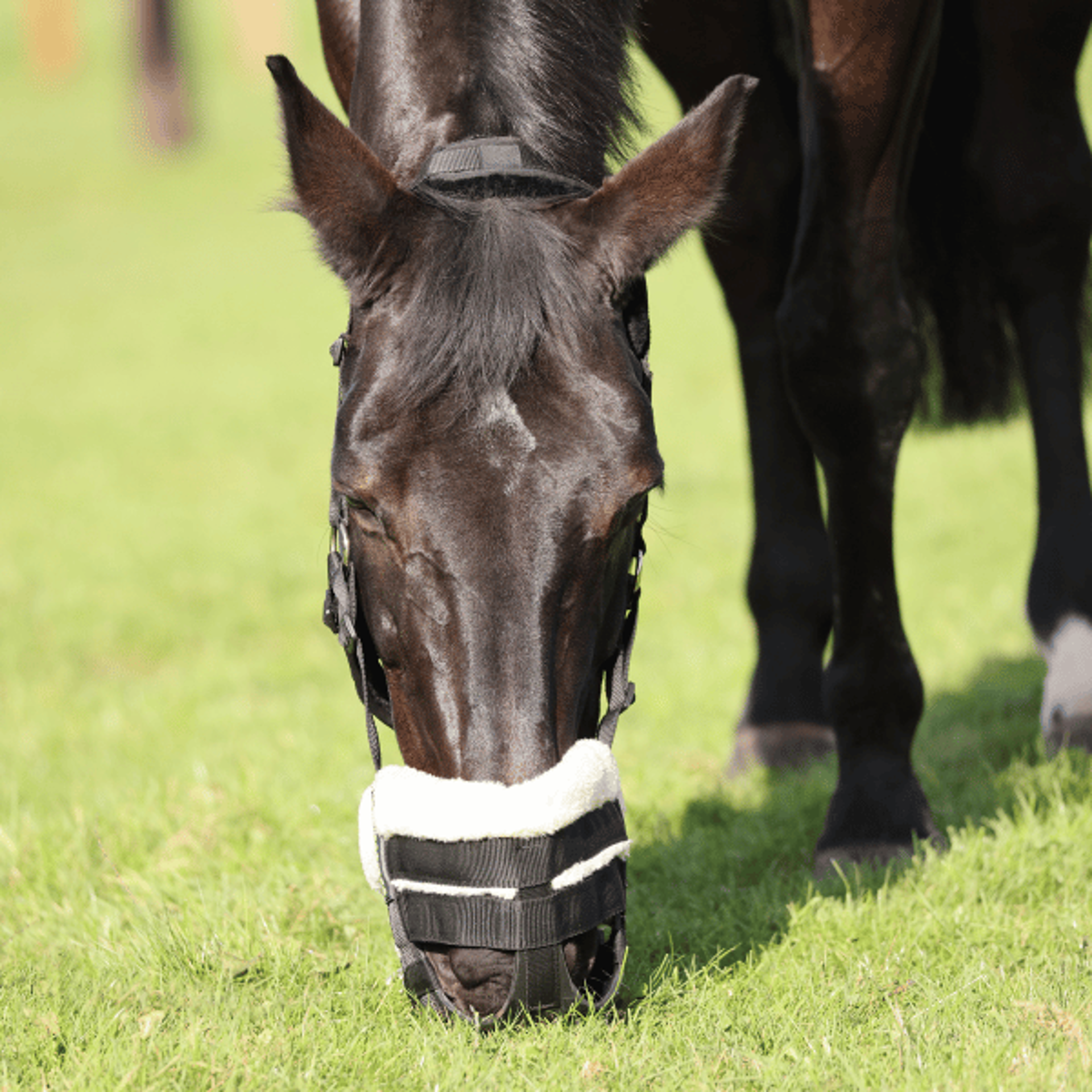 Shires Grazing Muzzle from RB Equestrian