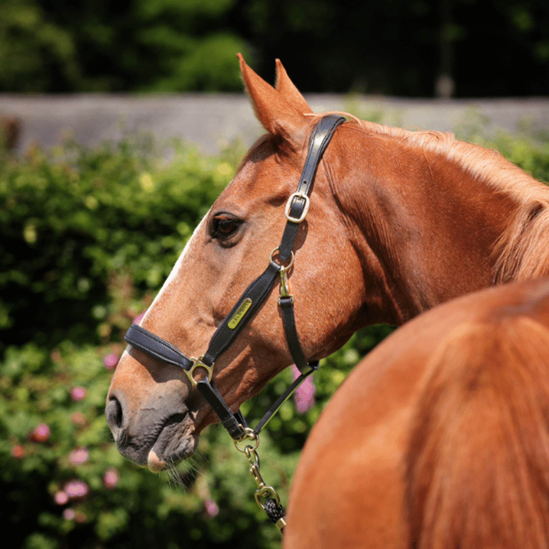 Shires Leather Headcollar from RB Equestrian