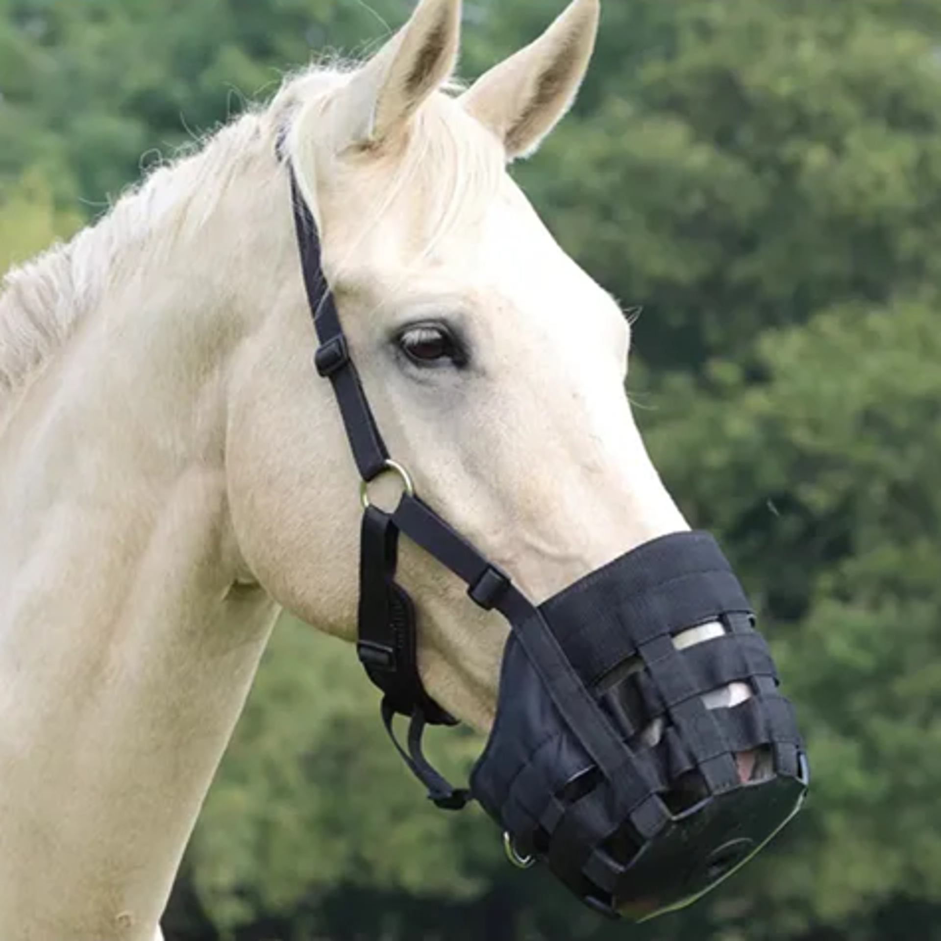 Muzzle from RB Equestrian