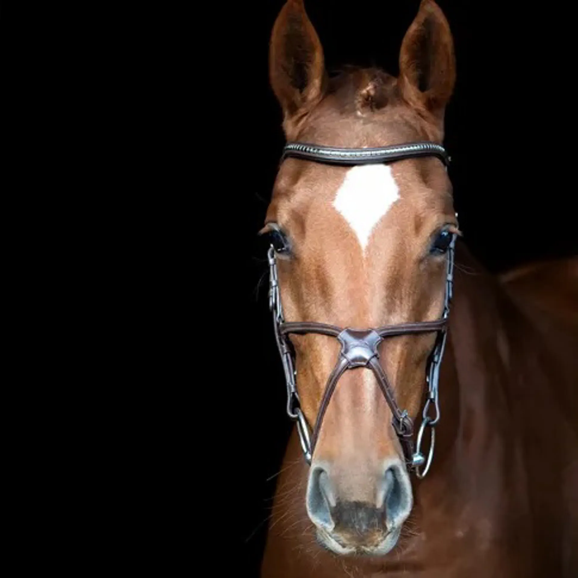 Schockemohle grackle bridle from RB Equestrian