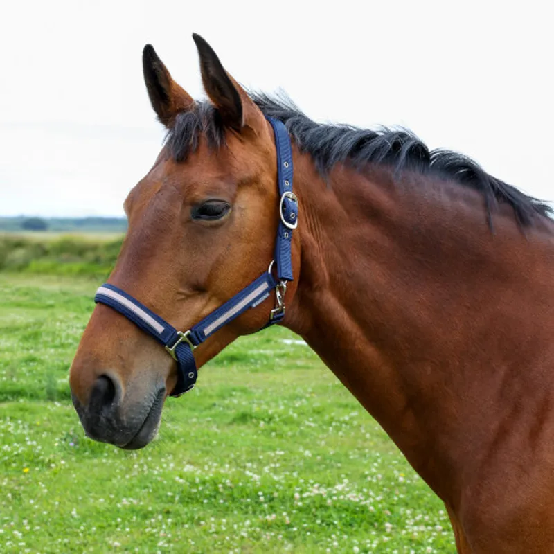 Hy Equestrian Mystic Headcollar in Navy/Rose Dust-1
