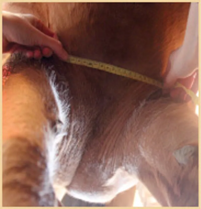 Fairfax Short Event Leather Girth in Black-6