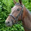 Hy Equestrian Padded Flash Bridle with Reins in Black