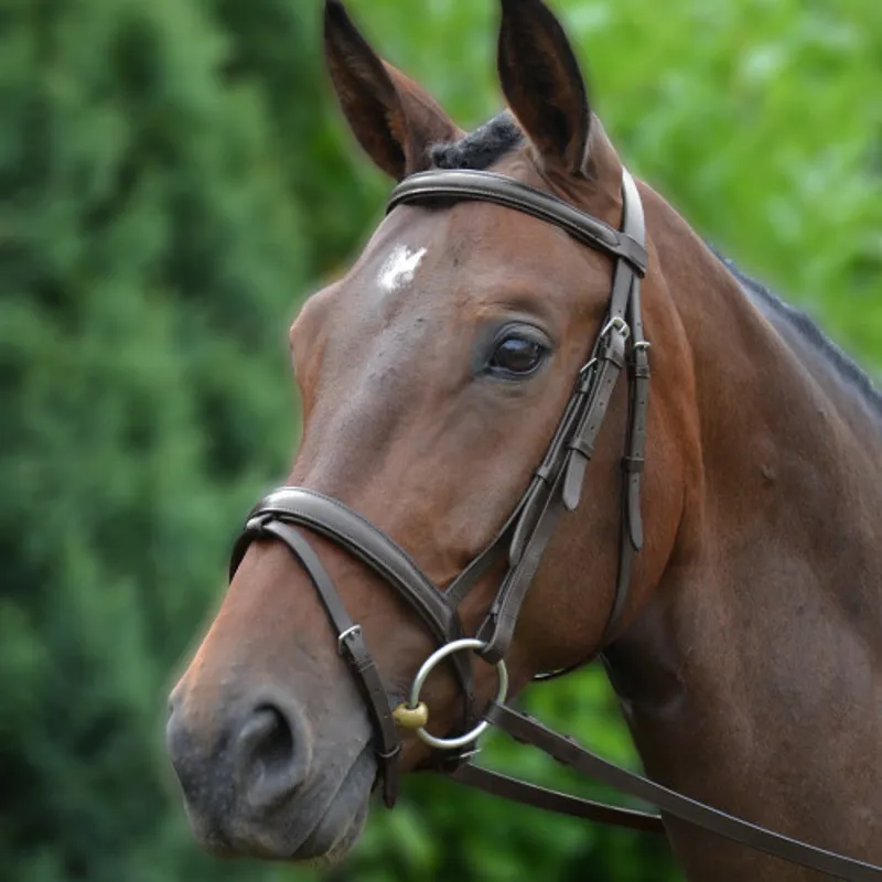 Hy Equestrian Padded Flash Bridle with Rubber Grip Reins in Brown