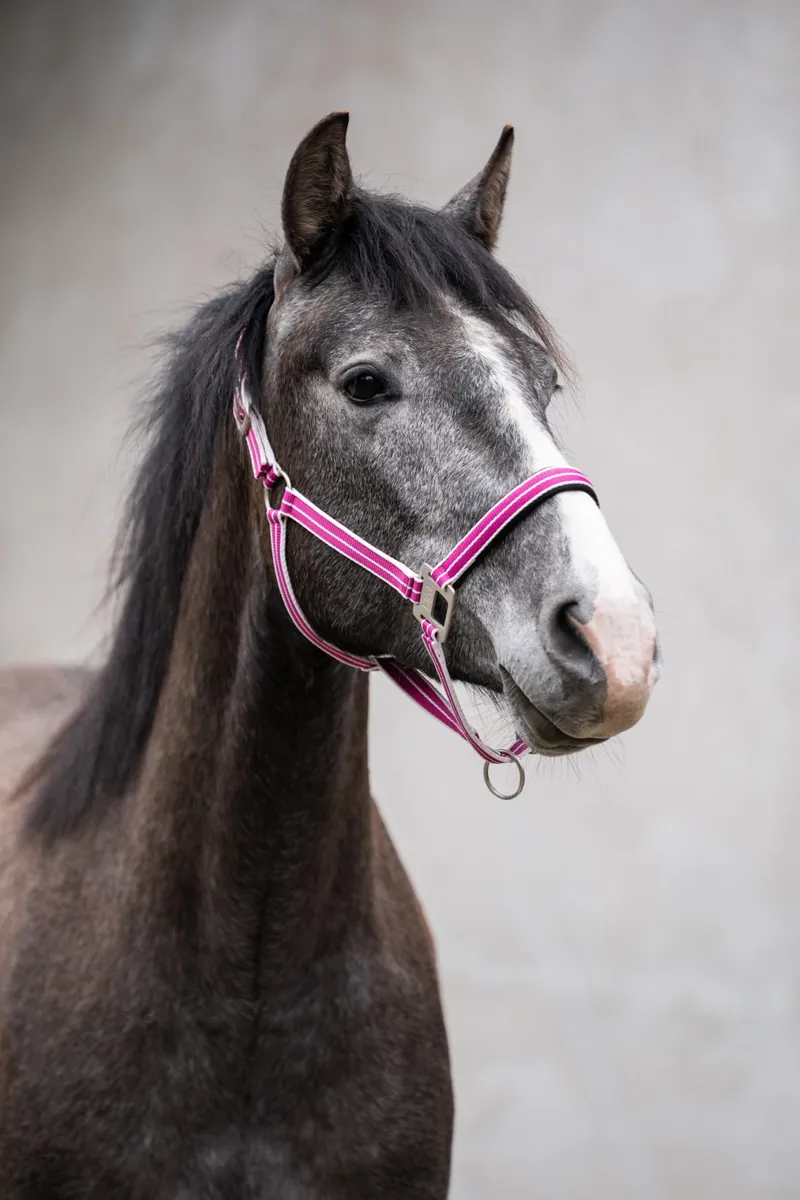 HKM Quebec Headcollar in Magenta-1