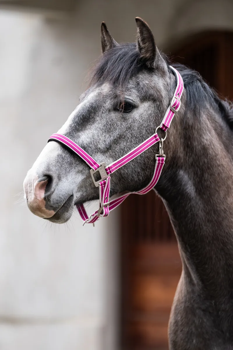 HKM Quebec Headcollar in Magenta-2